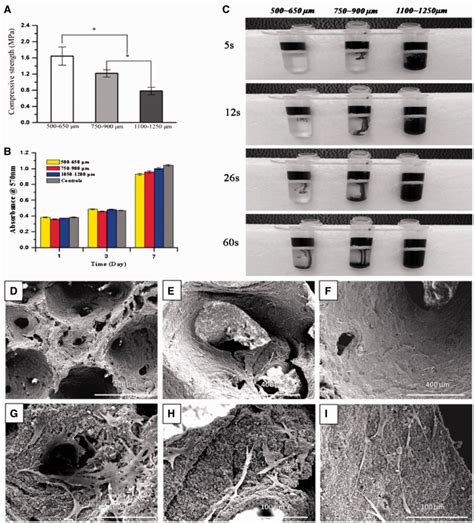 Ectopic Osteogenesis And Angiogenesis Regulated By Porous Architecture