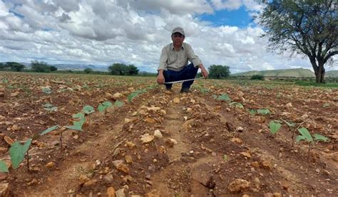 Zacatecas Establece Parcelas Demostrativas Para Promover Cultivos