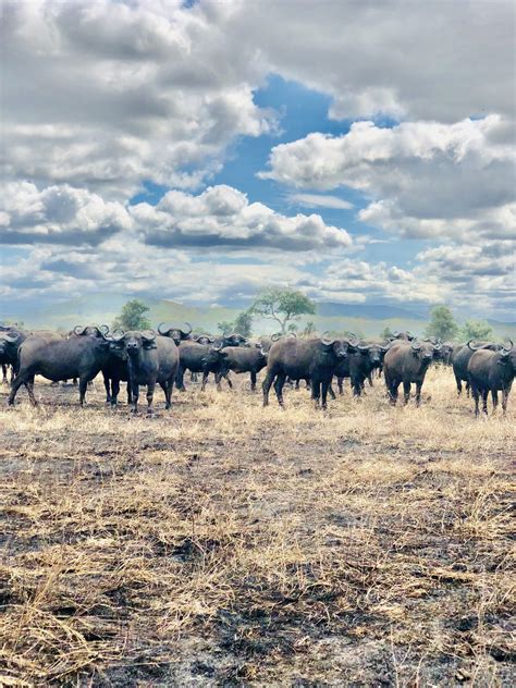 Mikumi National Park Safari from Dar-es Salaam | Mikumi Holiday Safaris