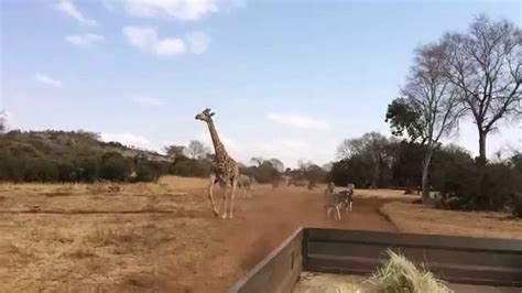 Giraffes And Zebras Chasing Truck Youtube