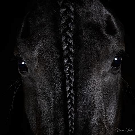 Those Friesian Eyes Florida Tamara Gooch Fine Art Photography