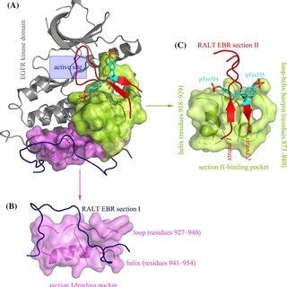 Crystal Structure Of Egfr Kinase Domain In Complex With Ralt Ebr Domain