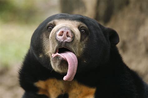 Malayan Sun Bear Species Overview Wildark 100 Biodiversity Warriors