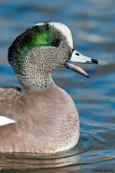 31 Wigeon ideas | widgeon, duck hunting, waterfowl