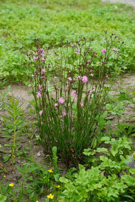 Lychnis Flos Cuculi Stauden Becker