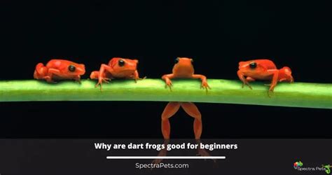 Are Dart Frogs Good For Beginners