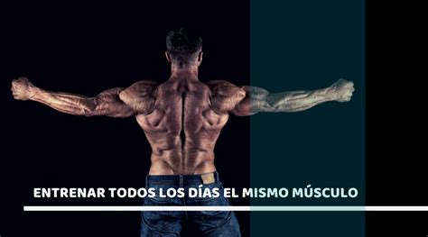 Entrenar Todos Los D As El Mismo M Sculo Myfitbody