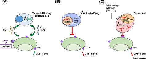 Nf κb In The New Era Of Cancer Therapy Trends In Cancer