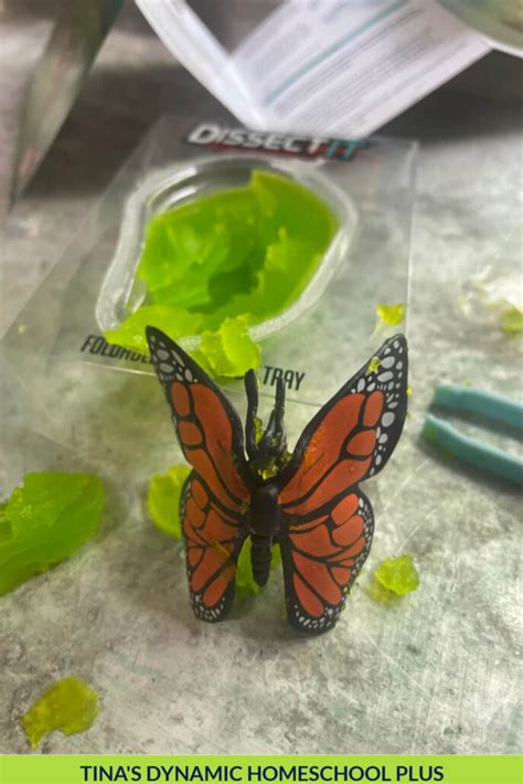 Fun And Easy Hands On Life Cycle Butterfly Activity For Kids