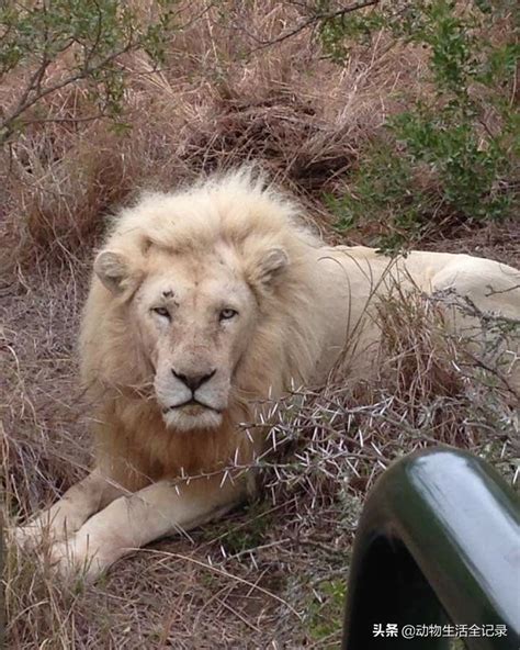 White Lion King Temba He Lived To Be 17 Years Old And Died In Sleep