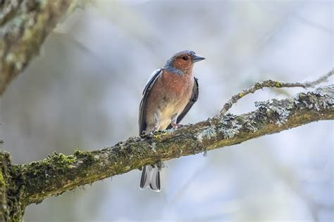 chaffinch eurasia burung satwa foto gratis  pixabay pixabay