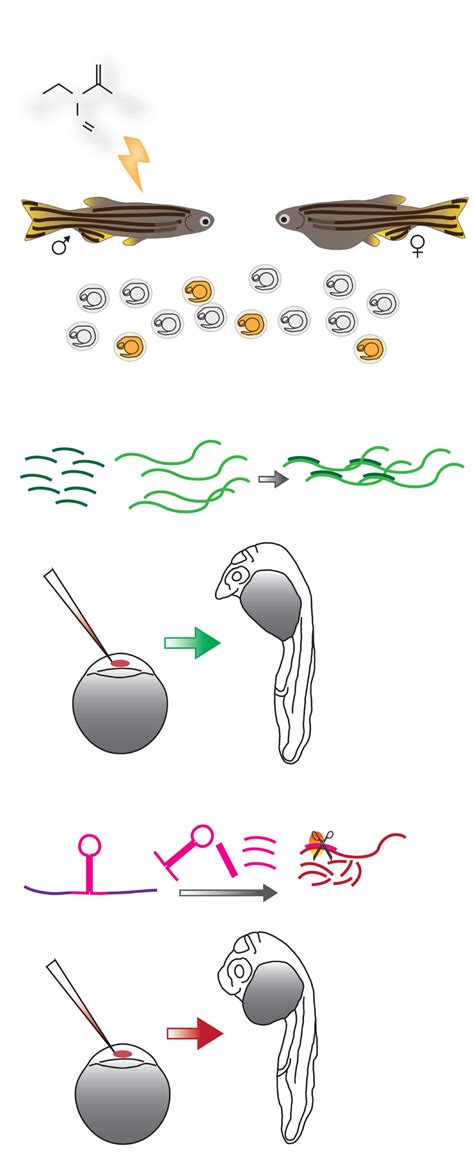 Knockout And Knockdown Of Zebrafish Gene Function Notes A