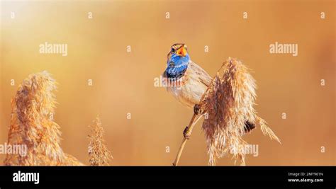 White Spotted Bluethroat Luscinia Svecica Cyanecula On A Reed Stalk