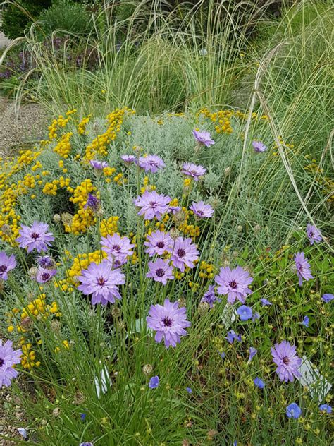 Stauden Stade Versand Shop Catananche Caerulea Blaue Rasselblume