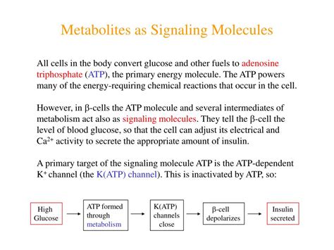 Ppt Tutorial Glucose Metabolism In The B Cell Powerpoint