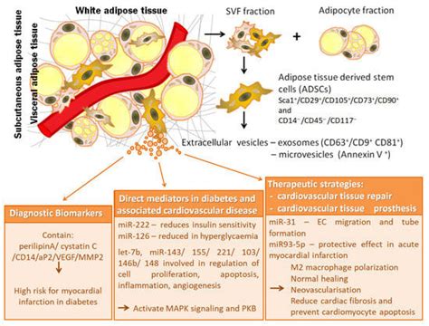 Ijms Free Full Text Extracellular Vesicles From Adipose Tissue Stem