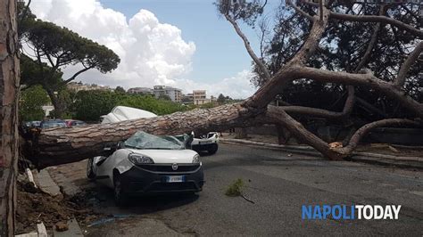 Napoli Crolla Un Albero Furgone Tranciato A Met