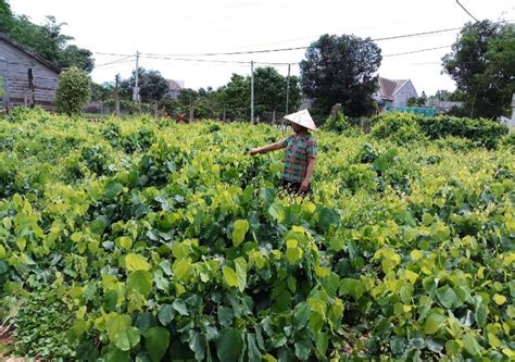 Đăk Nông: Thành công nhờ mạnh dạn trồng rau rừng