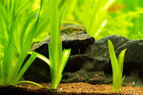 Валлиснерия гигантская: содержание и размножение, использование, фото-обзор