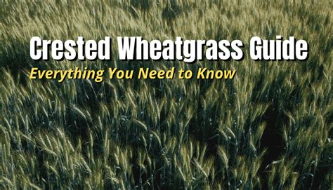 Crested Wheatgrass Guide: What It Is & How to Grow It - The Backyard Pros