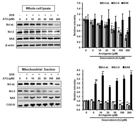 Ijms Free Full Text Arctigenin Enhances The Cytotoxic Effect Of