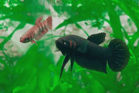 Breeding Betta Fish: 8 Simple Steps For Success – Pet Fish Online