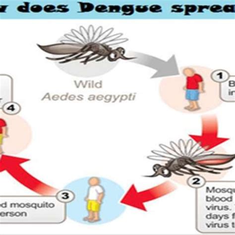 Gender And Anti Dengue Antibodies Wise Prevalence Of Dengue Positive