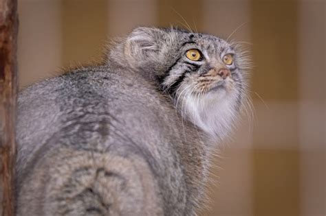 マヌルネコに会える動物園～旭川市旭山動物園編 たまくま倶楽部