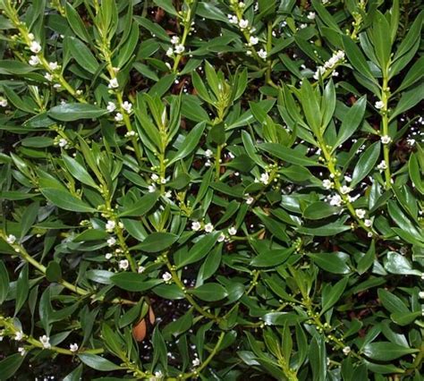 Myoporum Tenuifolium G Forst Portale Della Flora D Italia Portal