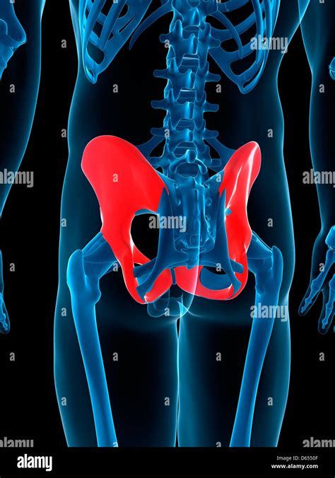 Human Hip Bones High Resolution Stock Photography And Images Alamy