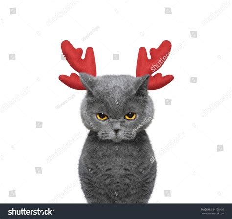 Reindeer Cat Over 1 039 Royalty Free Licensable Stock Photos
