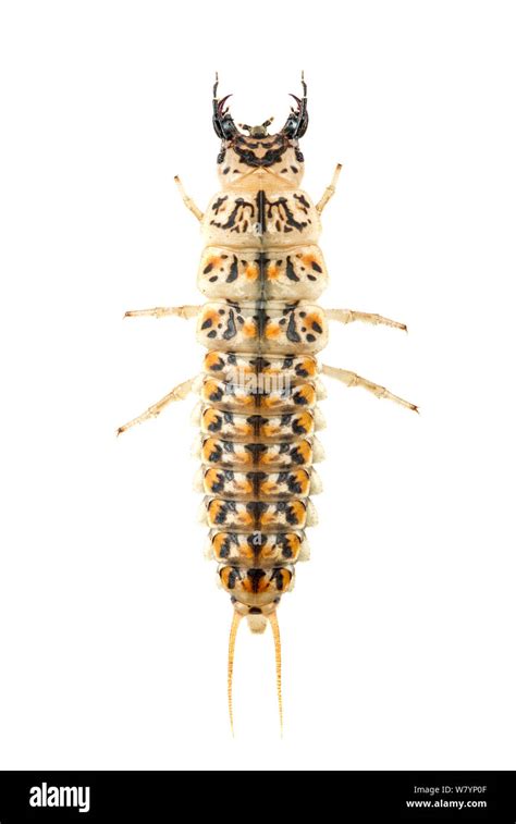 Epomis Beetle Larva Cut Out Stock Images And Pictures Alamy
