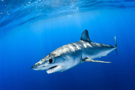 Sharks in Dominican Republic