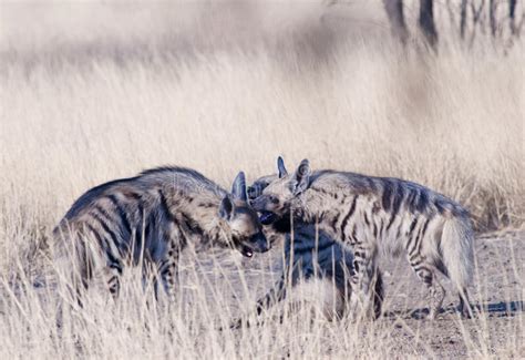 Striped hyenas playing stock photo. Image of scavenger - 29591530