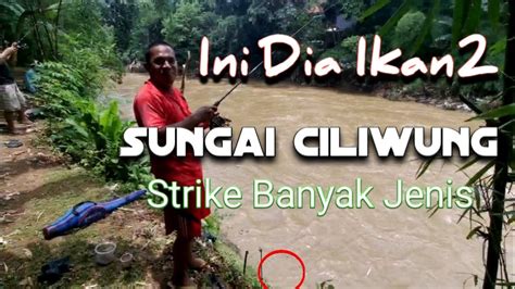 Ini Dia Ikan Ikan Asli Kali Ciliwung Strikeikanciliwung Mancingliar