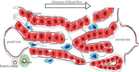 The Biological Function Of Kupffer Cells In Liver Disease Intechopen