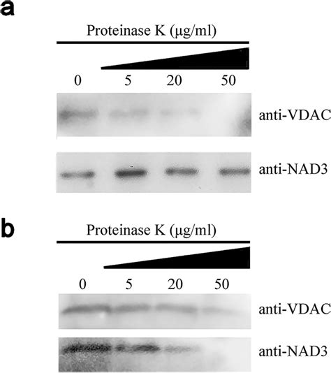 Assessment Of Mitochondrial Integrity Proteinase K Was Applied To