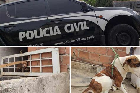 Cinco Cães Em Situação De Maus Tratos São Resgatados No Ipiranga