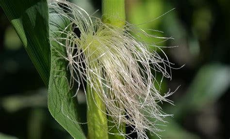 How To Use Corn Hair For Beauty Glossypolish