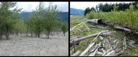 Examples of revegetation prescriptions trialed at Burton Creek. Left:... | Download Scientific ...