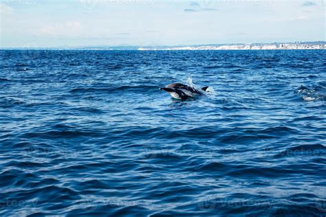 Dolphin in ocean with coast 14143131 Stock Photo at Vecteezy