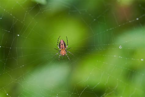 Do Cinnamon Repel Spiders Find Out Here