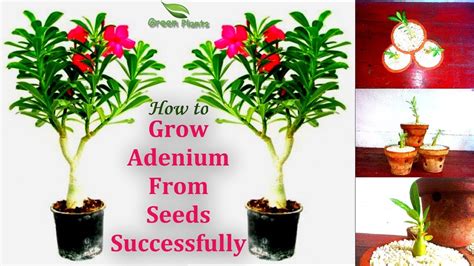 How To Grow Adenium From Seed Easy To Grow Adenium Successfully With Update Green Plants