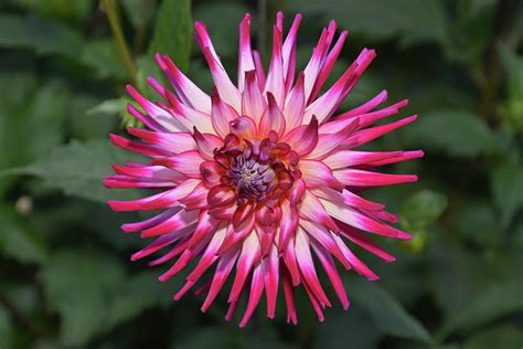 Dahlia Hybrids Photograph By Ti Oakva Pixels