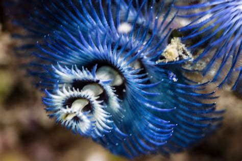 Great Barrier Reef Christmas Tree Worm Great Barrier Reef Liveaboards