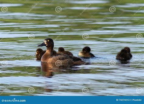 Anatra Selvatica Trapuntata Con Gli Anatroccoli Sul Lago Immagine Stock