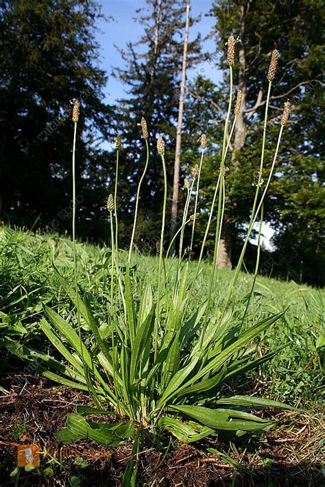 Bestellen Spitzwegerich Plantago Lanceolata Bild Bildagentur