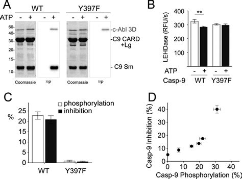 Active Siteadjacent Phosphorylation At Tyr By C Abl Kinase