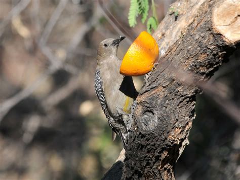The Online Zoo Gila Woodpecker