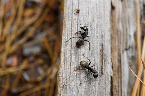 Ce quil faut savoir sur les fourmis charpentières Extermination